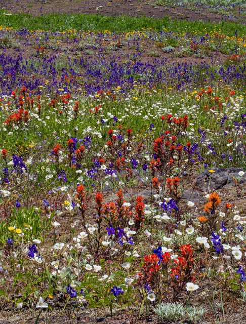 Wild Garden 20-0010-2a.jpg